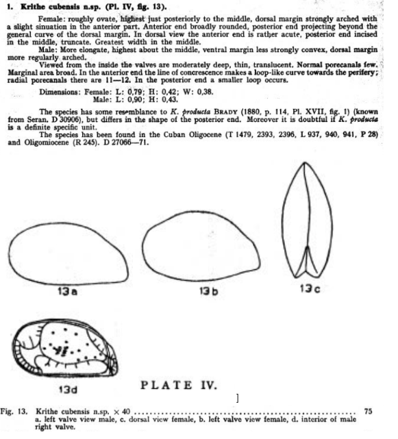 Krithe cubensis  Bold, 1946 from the original description