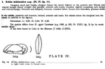 Caribbean Ostracoda