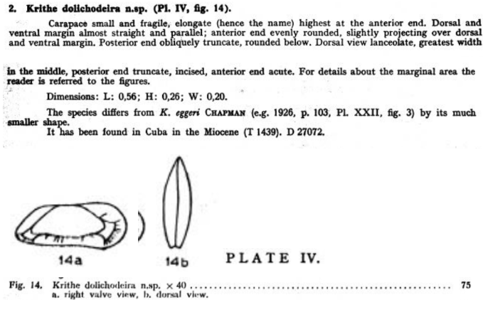 Krithe dolichodeira  Bold, 1946 from the original description