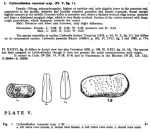 Caribbean Ostracoda