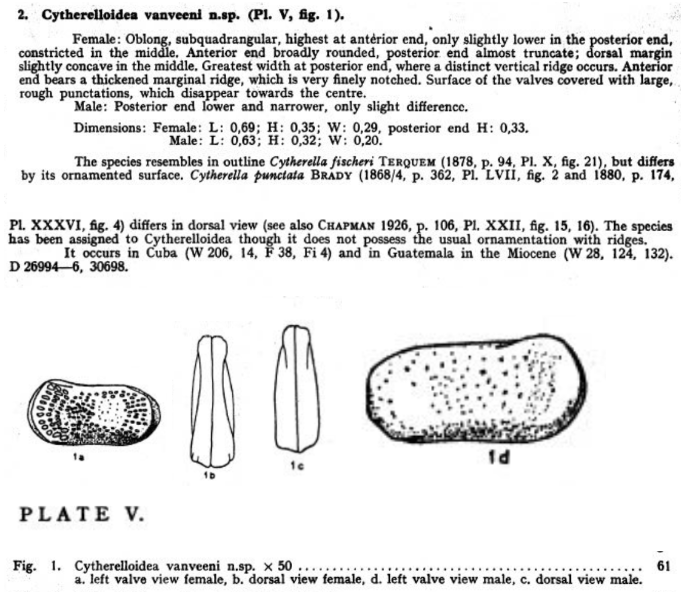 Cytherelloidea vanveeni Bold, 1946 from the original description