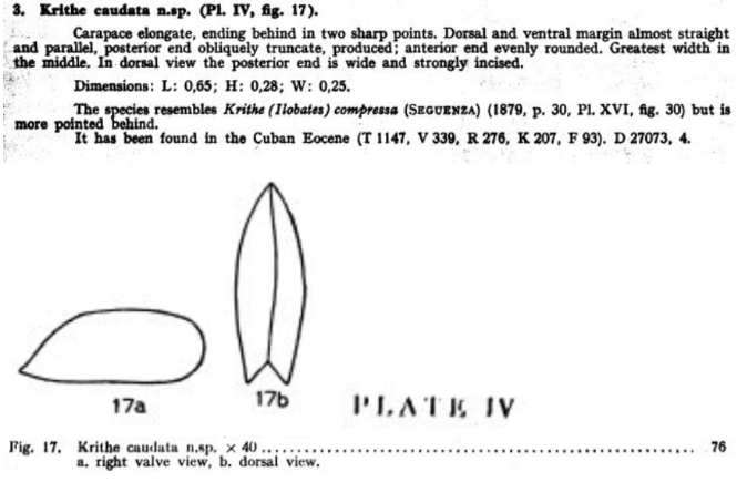 Krithe caudata Bold, 1946 from the original description