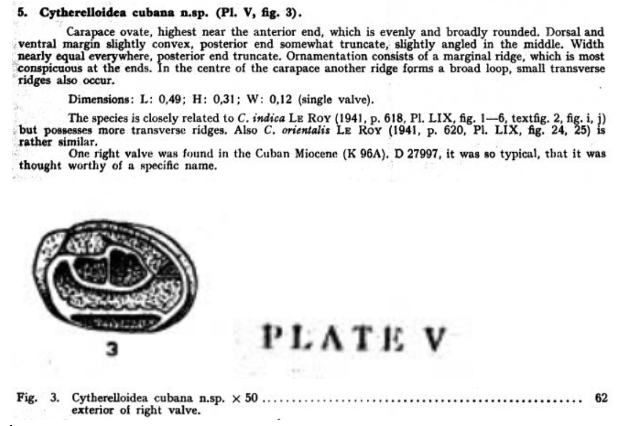 Cytherelloidea cubana Bold, 1946 from the original description