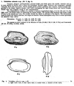 Triebelina cubensis Bold, 1946 from the original description