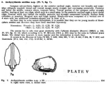Archycythereis antillea Bold, 1946 from the original description