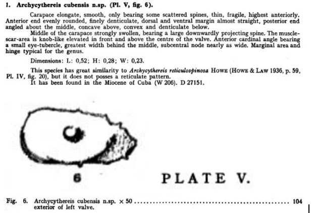 Archycythereis cubensis Bold, 1946 from the original description