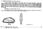 Caribbean Ostracoda