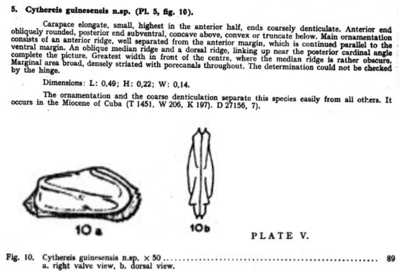 Cythereis guinesensis Bold, 1946 from the original description