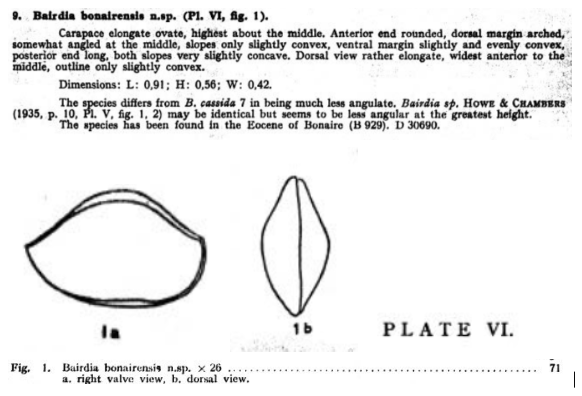 Bairdia bonairensis Bold, 1946 from the original description