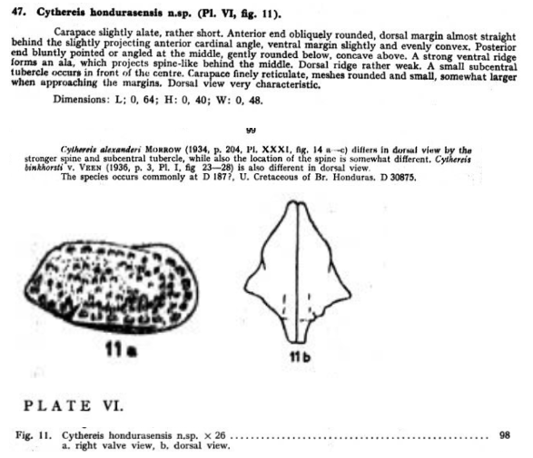 Cythereis hondurasensis Bold, 1946 from the original description