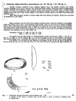 Cytheridea (Haplocytheridea) guatemalensis Bold, 1946 from the original description