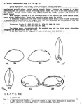 Caribbean Ostracoda