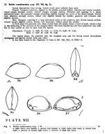 Krithe crassicaudata Bold, 1946 from the original description