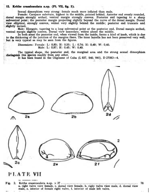 Krithe crassicaudata Bold, 1946 from the original description