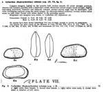 Caribbean Ostracoda