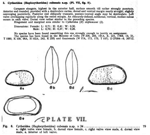 Cytheridea (Haplocytheridea) cubensis Bold, 1946 from the original description