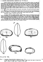 Cytheridea (Haplocytheridea) stephensoni Bold, 1946 from the original description