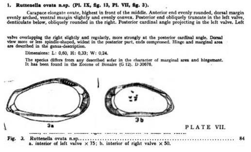 Ruttenella ovata Bold, 1946 from the original description