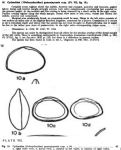 Caribbean Ostracoda