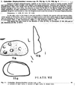 Cytheridea (Haplocytheridea) reversa Bold, 1946 from the original description