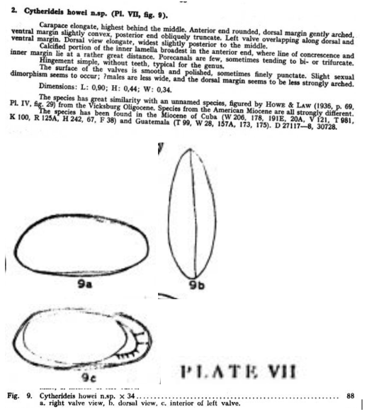 Cytherideis howei Bold, 1946 from the original description