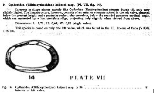 Cytheridea (Clithocytheridea) keijzeri Bold, 1946 from the original description