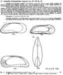 Caribbean Ostracoda