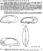 Cytheridea (Dolocytheridea) vermunti Bold, 1946 from the original description