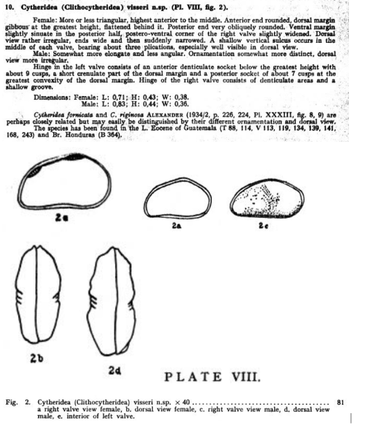 Cytheridea (Clithocytheridea) visseri Bold, 1946 from the original description