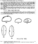 Ostracoda from the Caribbean Sea