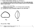 Cytheridea (Clithocytheridea) subcircinata Bold, 1946 from the original description