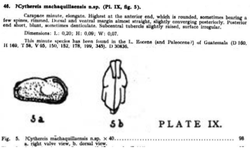 Cythereis machaquillaensis Bold, 1946 from the original description