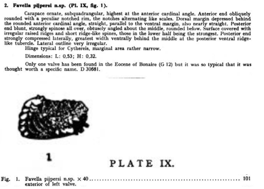 Favella pijpersi Bold, 1946 from the original description