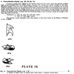 Paracytheridea hispida Bold, 1946 from the original description