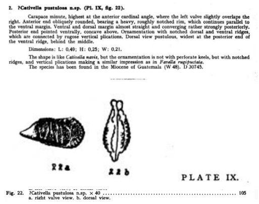 Cativella pustulosa Bold, 1946 from the original description