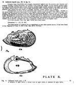 Cythereis hazeli Bold, 1946 from the original description