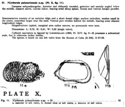 Cythereis palmaritensis Bold, 1946 from the original description