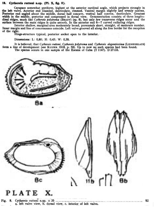 Cythereis rutteni Bold, 1946 from the original description