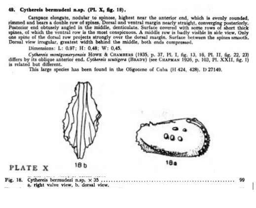 Cythereis bermudezi Bold, 1946 from the original description