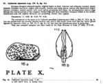 Caribbean Ostracoda