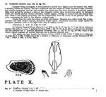 Caribbean Ostracoda