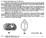 Caribbean Ostracoda