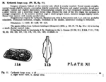 Caribbean Ostracoda