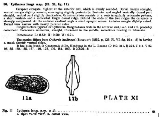 Cythereis longa Bold, 1946 from the original description