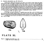 Caribbean Ostracoda