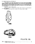 Caribbean Ostracoda