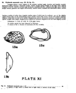 Cythereis mayaensis Bold, 1946 from the original description