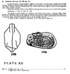 Caribbean Ostracoda