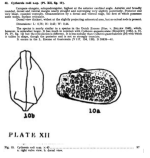 Cythereis rodi Bold, 1946 from the original description