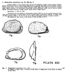 Caribbean Ostracoda